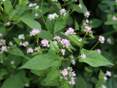 Polygonum thunbergii