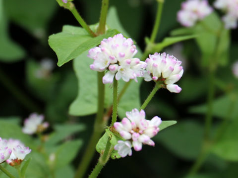 Polygonum thunbergii