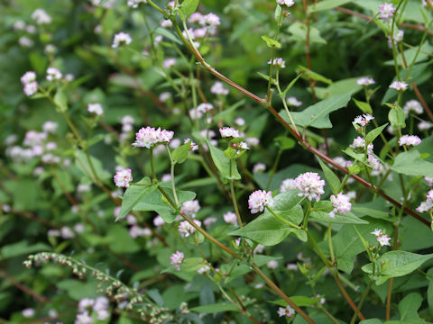 Polygonum thunbergii