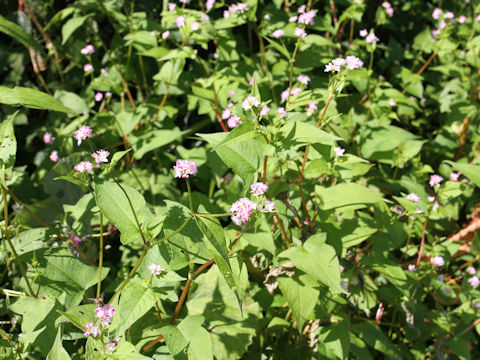 Polygonum thunbergii