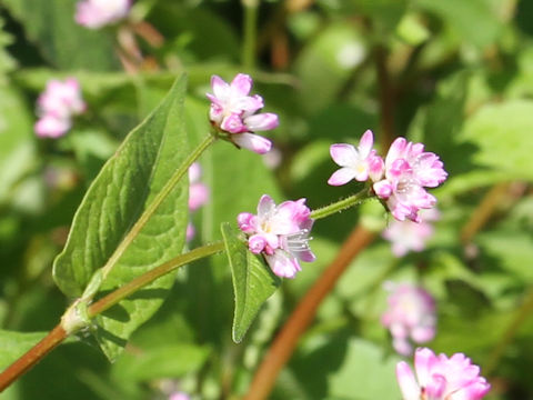 Polygonum thunbergii