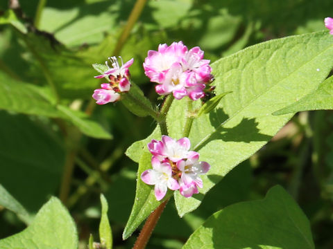 Polygonum thunbergii