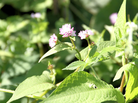 Polygonum thunbergii