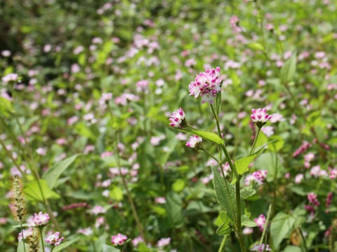 Polygonum thunbergii