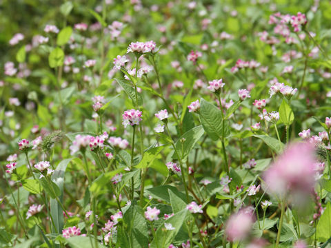 Polygonum thunbergii