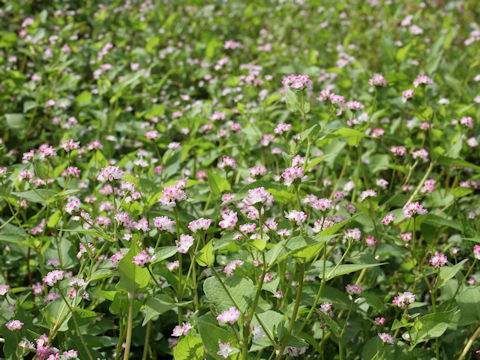 Polygonum thunbergii