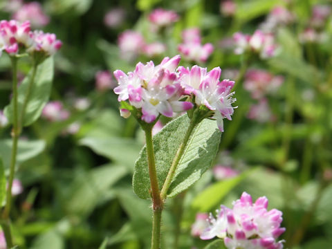 Polygonum thunbergii