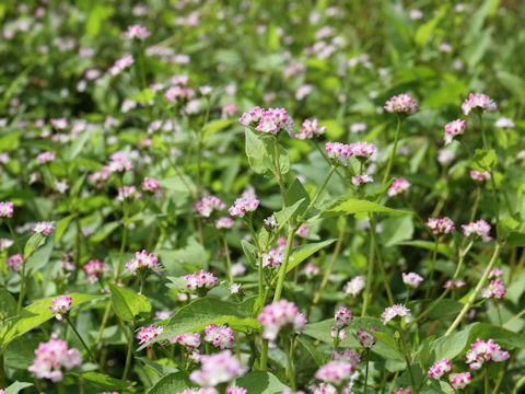 Polygonum thunbergii