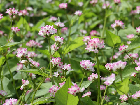 Polygonum thunbergii