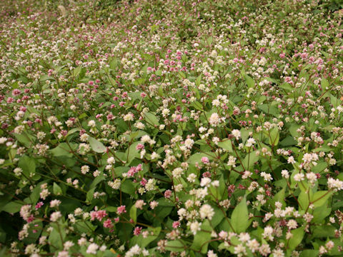 Polygonum thunbergii