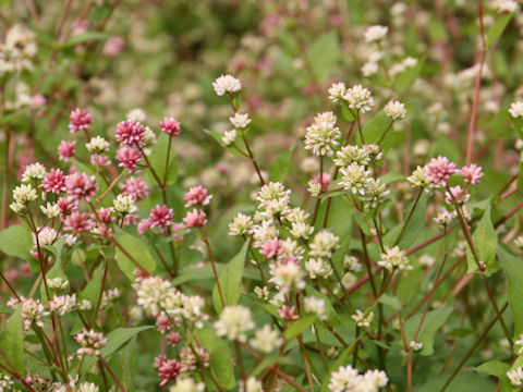 Polygonum thunbergii