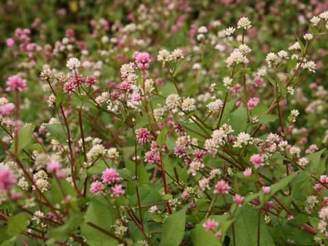 Polygonum thunbergii