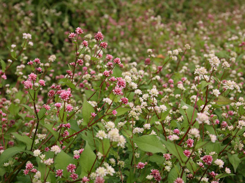 Polygonum thunbergii