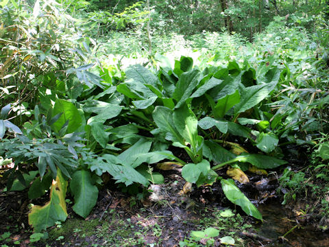 Lysichitum camtschatcense