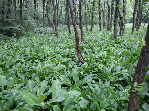 Lysichitum camtschatcense