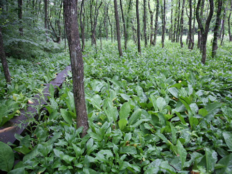 Lysichitum camtschatcense