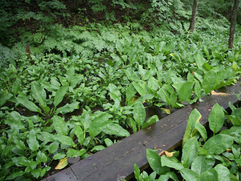 Lysichitum camtschatcense