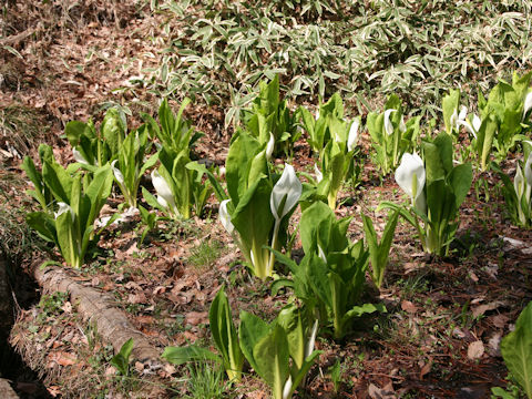 Lysichitum camtschatcense