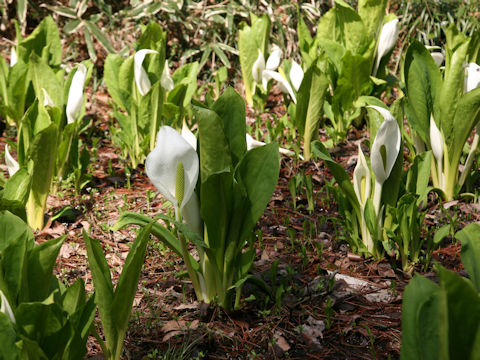 Lysichitum camtschatcense