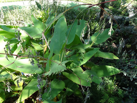 Thalia dealbata