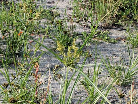 Cyperus serotinus