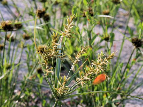 Cyperus serotinus