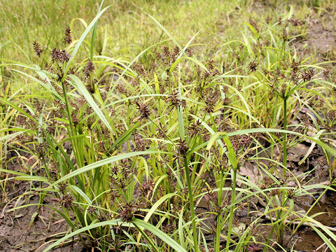 Cyperus serotinus