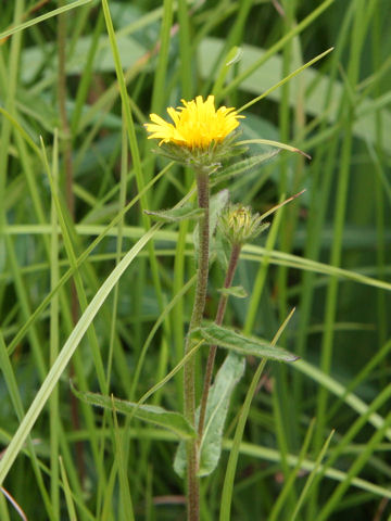 Inula ciliaris