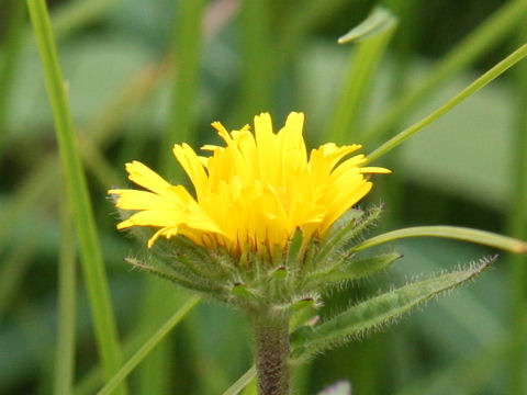 Inula ciliaris