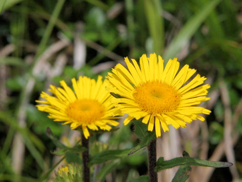 Inula ciliaris