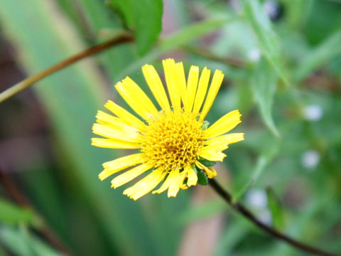 Inula ciliaris