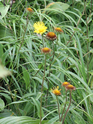 Inula ciliaris