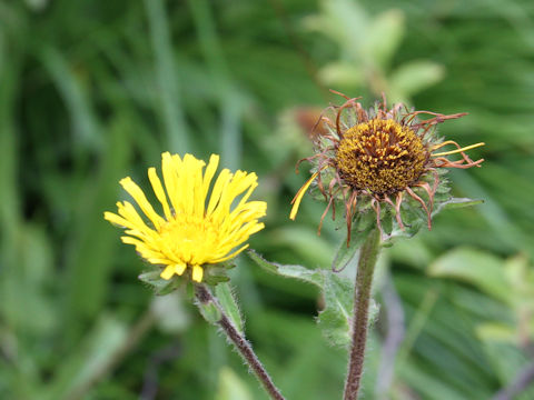 Inula ciliaris