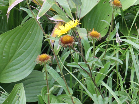 Inula ciliaris