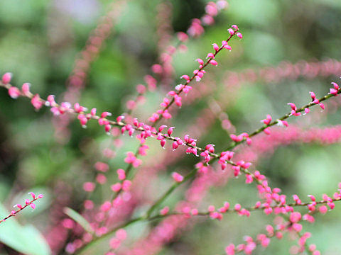 Polygonum filiforme