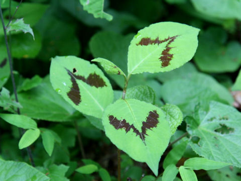 Polygonum filiforme