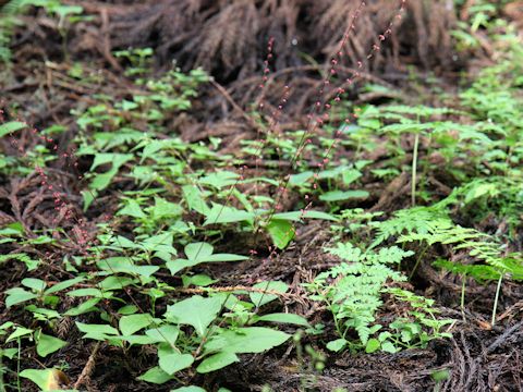 Polygonum filiforme