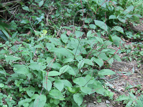 Polygonum filiforme