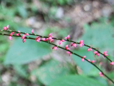 Polygonum filiforme