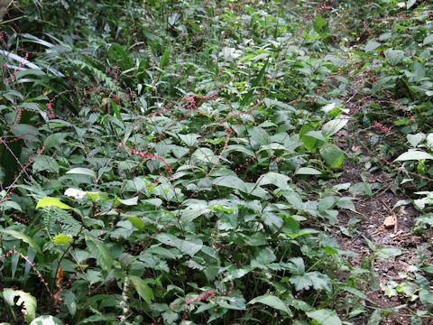 Polygonum filiforme