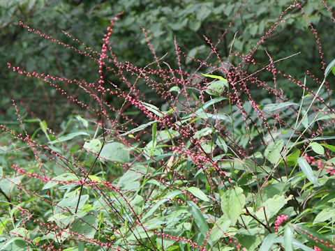 Polygonum filiforme