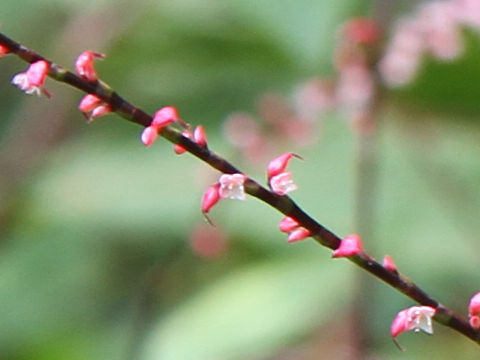 Polygonum filiforme