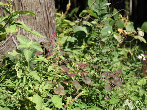 Polygonum filiforme