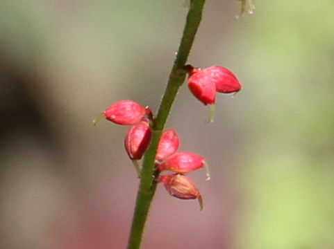 Polygonum filiforme