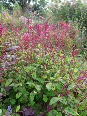 Polygonum filiforme