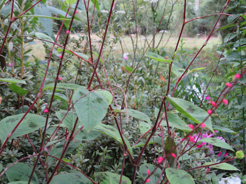 Polygonum filiforme