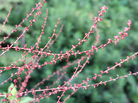 Polygonum filiforme