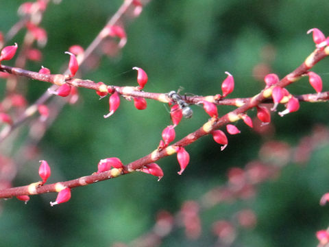 Polygonum filiforme