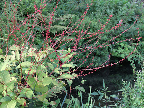 Polygonum filiforme