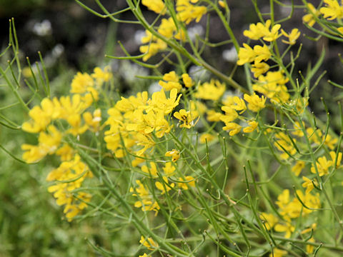 Brassica campestris var. laciniifolia